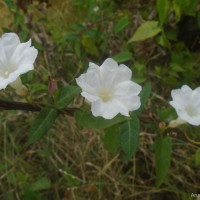 Camonea umbellata (L.) A.R.Simões & Staples